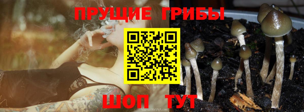 Псилоцибиновые грибы Magic Shrooms  Псилоцибиновые грибы мицелий  Тихорецк  Вход с VPN 